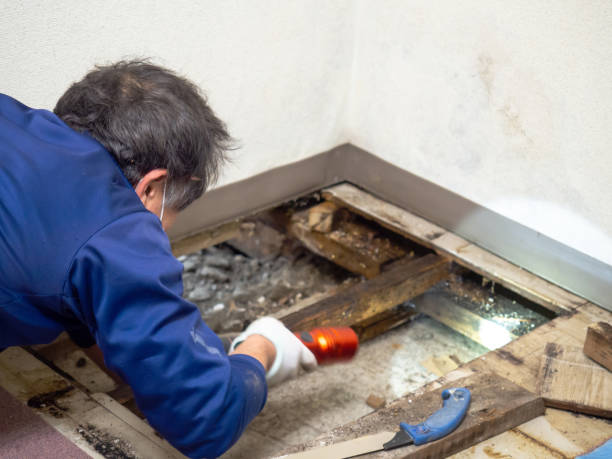 Best Industrial Mold Remediation in St Hedwig, TX