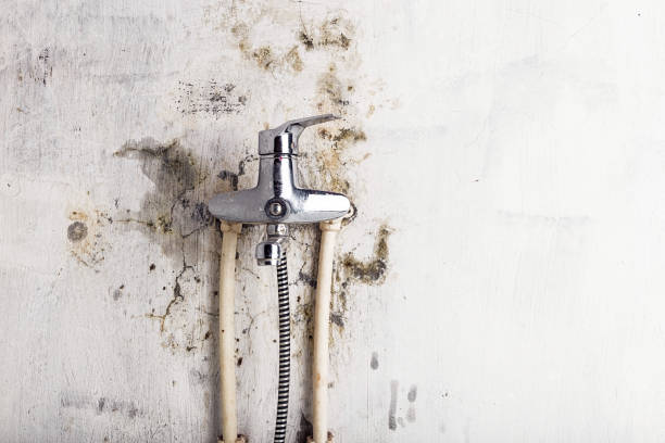  St Hedwig, TX Mold Removal Pros