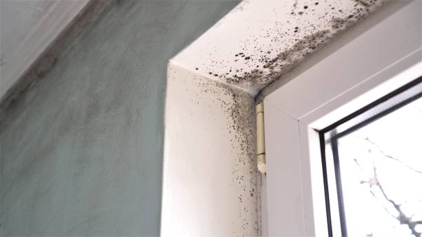Best HVAC Mold Remediation in St Hedwig, TX