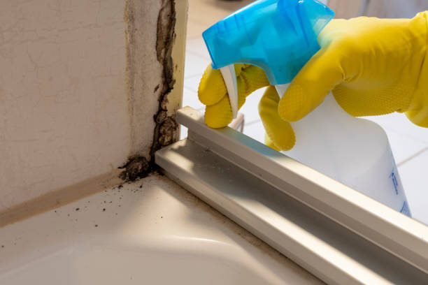 Best Crawl Space Mold Remediation in St Hedwig, TX