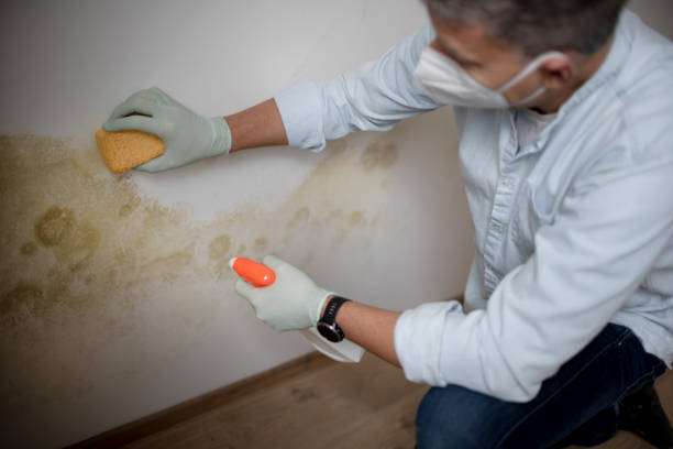 Best Health and Safety Mold Remediation in St Hedwig, TX