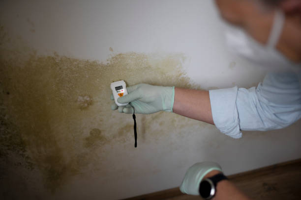 Best Bathroom Mold Remediation in St Hedwig, TX