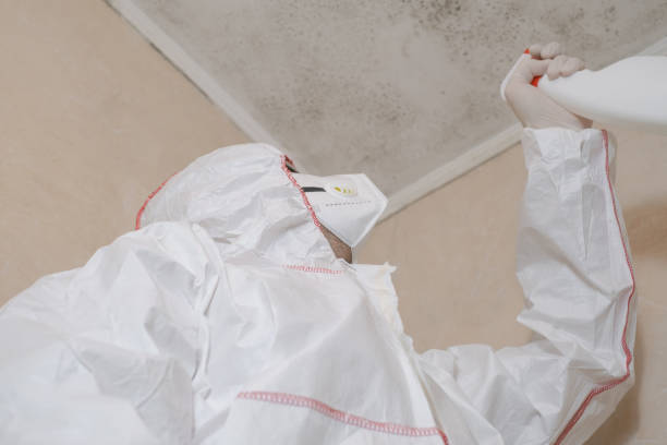 Best Localized Mold Remediation (e.g., coastal areas, humid climates) in St Hedwig, TX