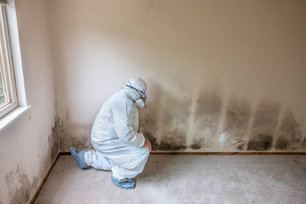 Best Residential Mold Remediation in St Hedwig, TX