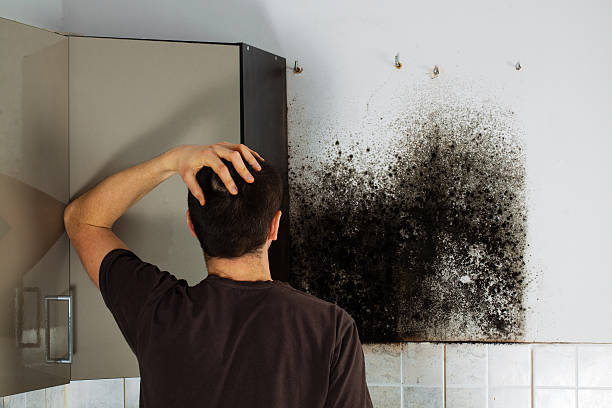 Best White Mold Remediation in St Hedwig, TX