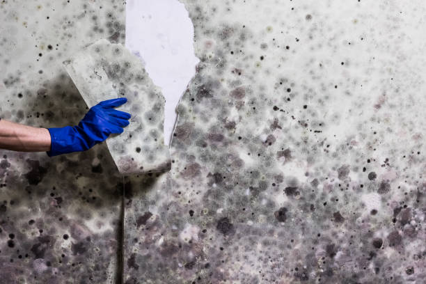 Best Emergency Mold Remediation in St Hedwig, TX