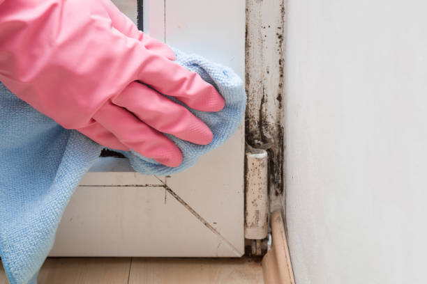 Best Preventive Mold Services in St Hedwig, TX