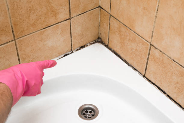 Best Mold Remediation for Schools in St Hedwig, TX